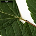 SpeciesSub: subsp. mexicanum SpeciesSub: subsp. mexicanum